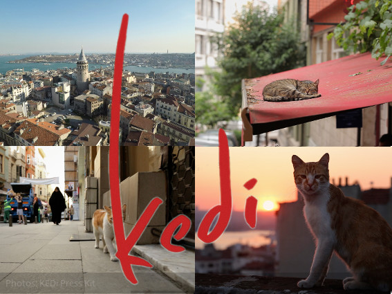 kedi-cats-istanbul-film