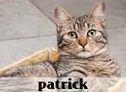 la-gatoteca-patrick