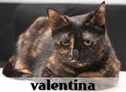 la-gatoteca-valentina