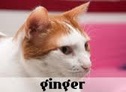 la-gatoteca-ginger