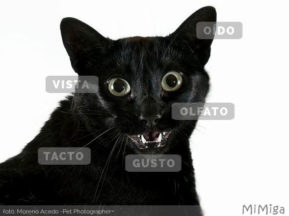 sentidos-gato-olfato-tacto-oido-vista-gusto