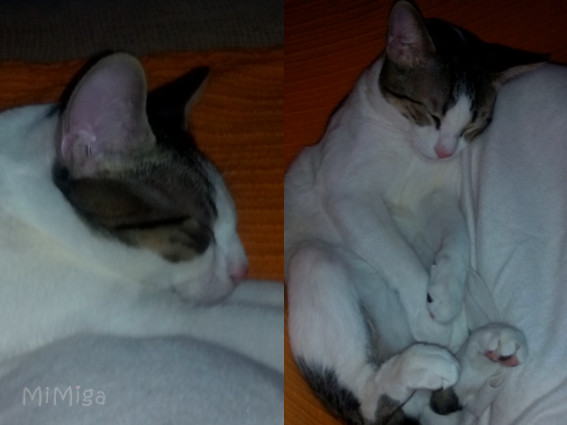 gato phibï de mimiga durmiendo
