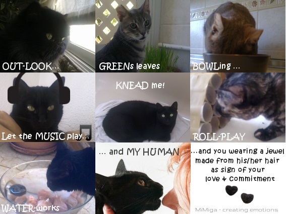 Cat Blog Tips For Life With Cats Mimiga