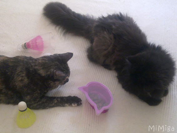 india-tortoiseshell-lorenza-grey-smoke-persian-playing-cat-mington