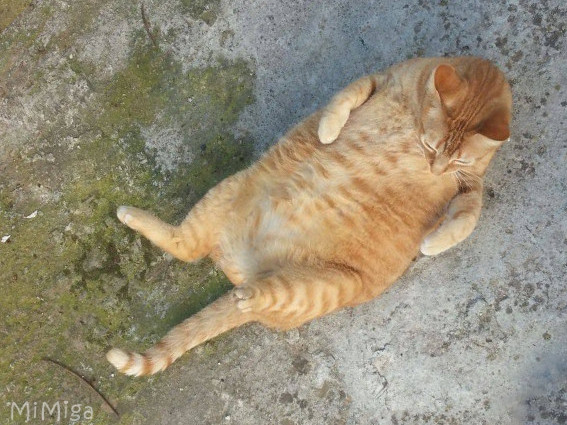 overweighted obese red tabby cat