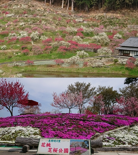 木根しだれ桃園 恵那峡の里 まめ蔵 自家焙煎 下石 木根しだれ桃園 恵那峡の里 まめ蔵 自家焙煎 下石