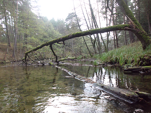 viel Holz im Wasser