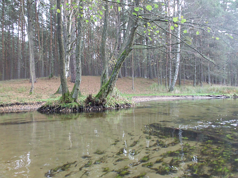 das Wasser der Korytnica ist sehr sauber