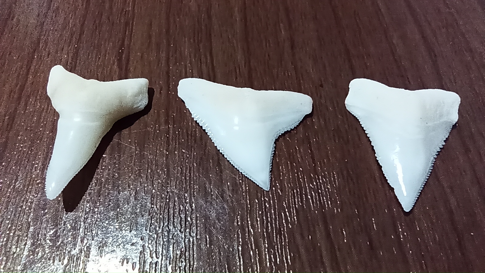 Find Shark Teeth & Adventure!