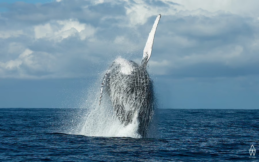 Sardine Run Südafrika 2024: Das kochende Meer – Ein Adrenalinkick der Extraklasse mit NiCe Dive & Trips!