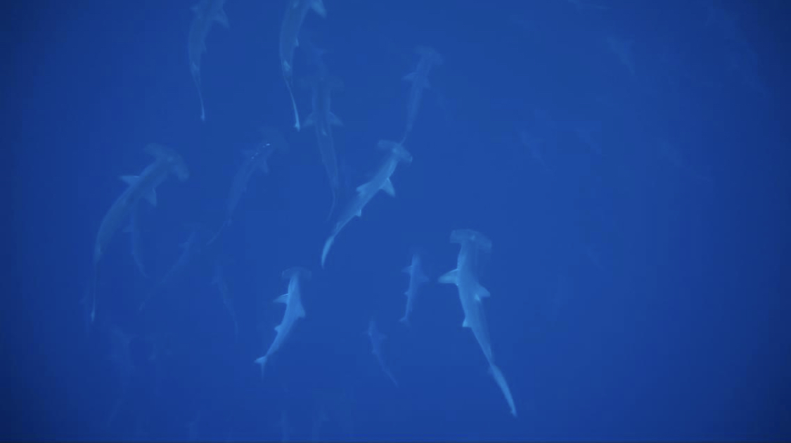 Saudi-Arabien 2023:  Saudi-Arabien 2023: Eine Pionierreise der Superlative – Tauchsafari, Kultur und unberührte Wunder mit Nina von NiCe Dive & Trips!