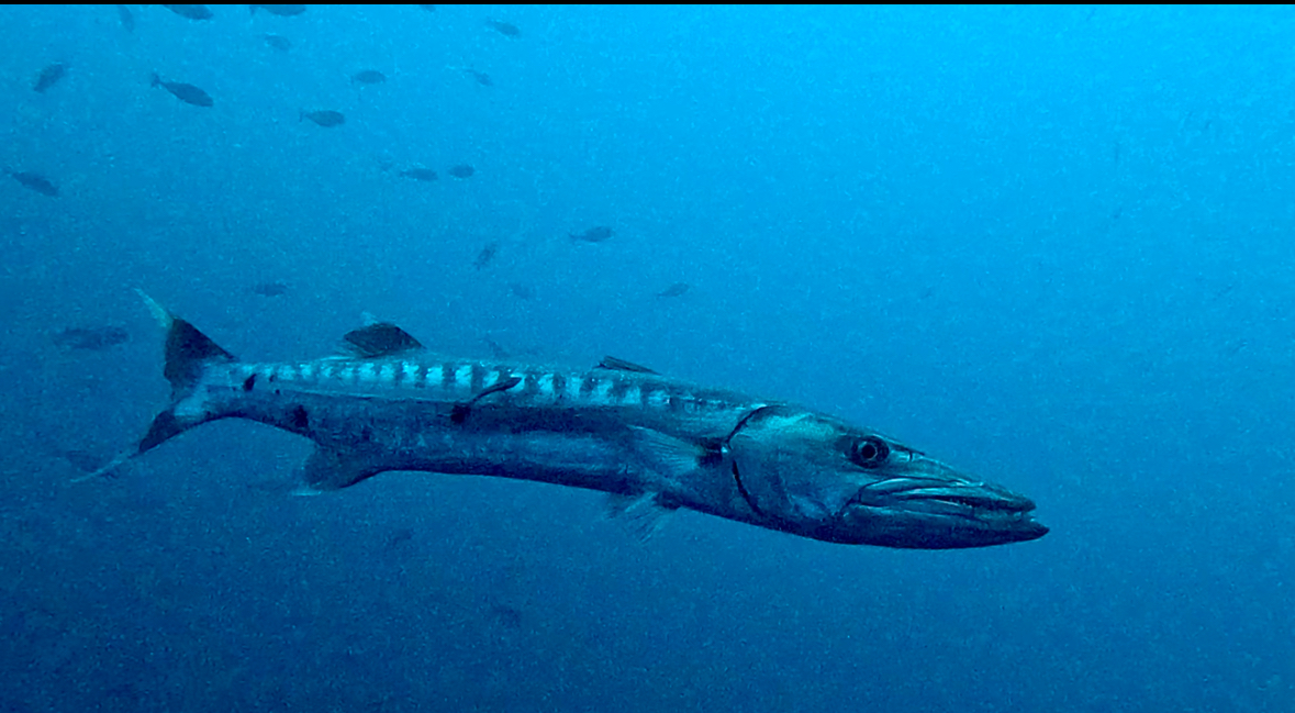 Guiding in Saudi-Arabien 2024: Mein Abenteuer als Tauchguide auf der M/Y Almonda – Yanbu & die Geheimnisse des Roten Meeres!