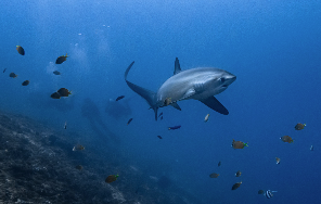 Tauchsafari Philippinen - Solitude One