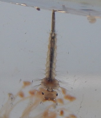 Die Larve einer Stechmücke hängt direkt an der Wasseroberfläche und atmet mit ihrem Hinterteil!
