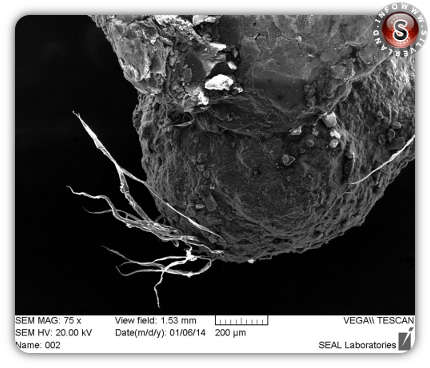 Oggetto osservato al microscopio 