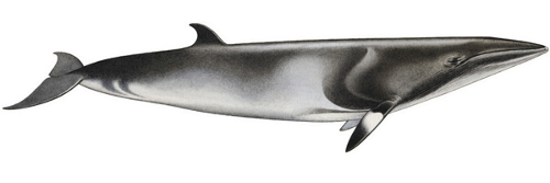 Balaenoptera acutorostrata