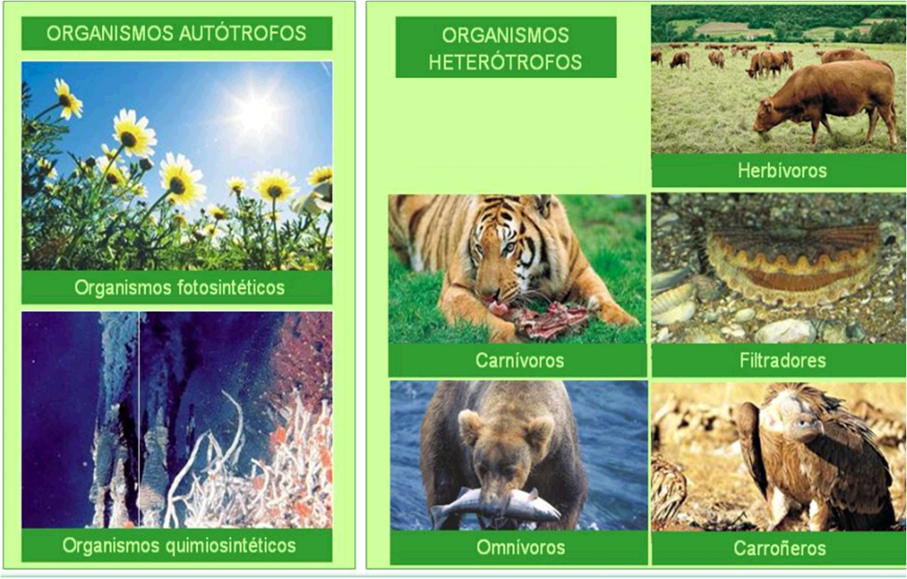 NUTRICIÓN Y EXCRECIÓN EN LOS SERES VIVOS