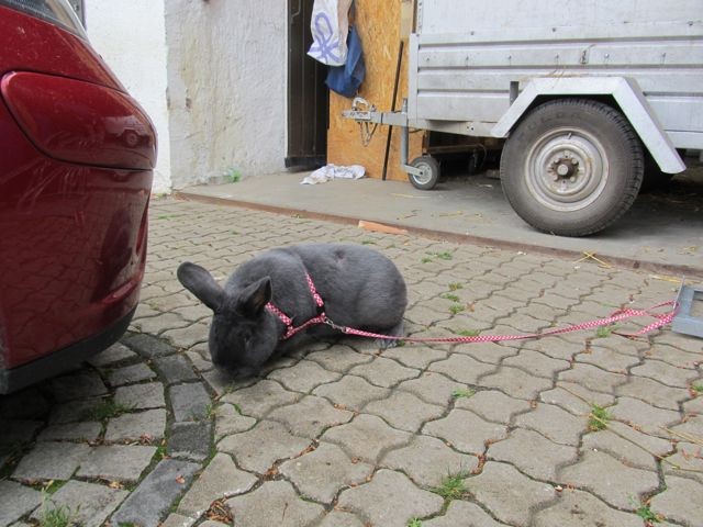 .. Rammler "Susi" auf "eingeschränkter" Erkundungstour .. 