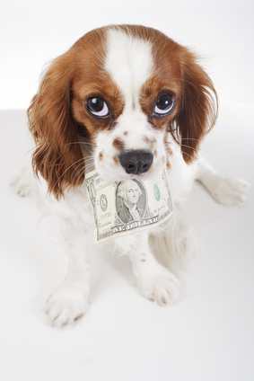 fotolia/Datei: #181952338 | Urheber: TrainedPets