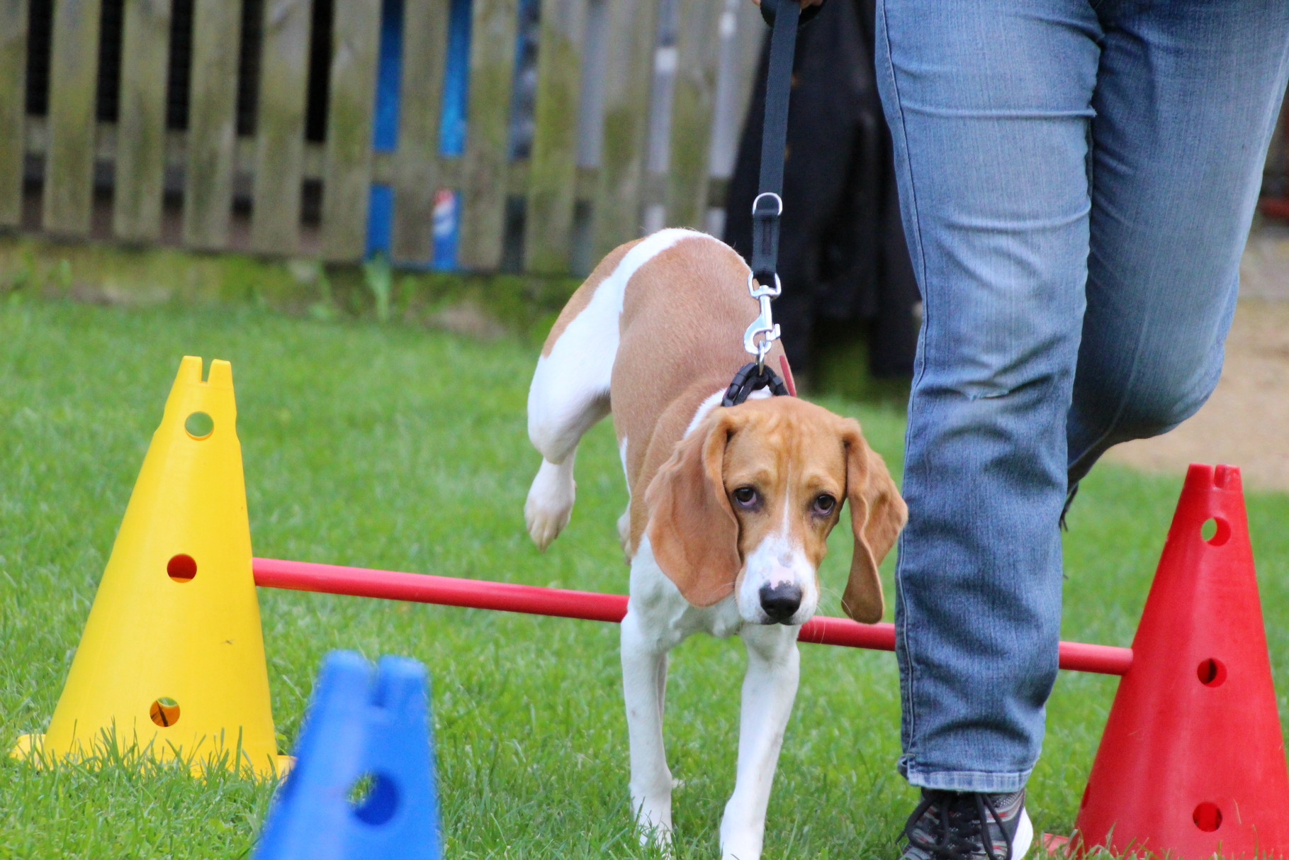 Schweizer Niederlaufhunde Laufhunde Hunde