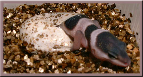 Leopardgecko "Eublepharis macularius"   Schlupf