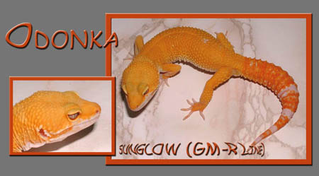 Leopardgecko "Eublepharis macularius"