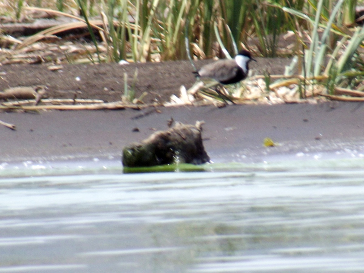 Un Vanneau Eperonné  La faune du Lac Chamo en Ethiopie. Voyage Séjour Trek Trekking Randonnée Road Trip en Ethiopie Visite de la Vallée de l'Omo en Ethiopie. 