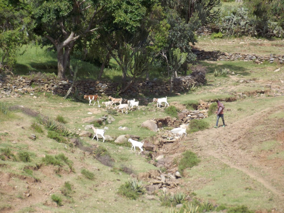 Trek, randonnée et visite d'Axum en Ethiopie. Autour d'Axum. La nature environnante. 