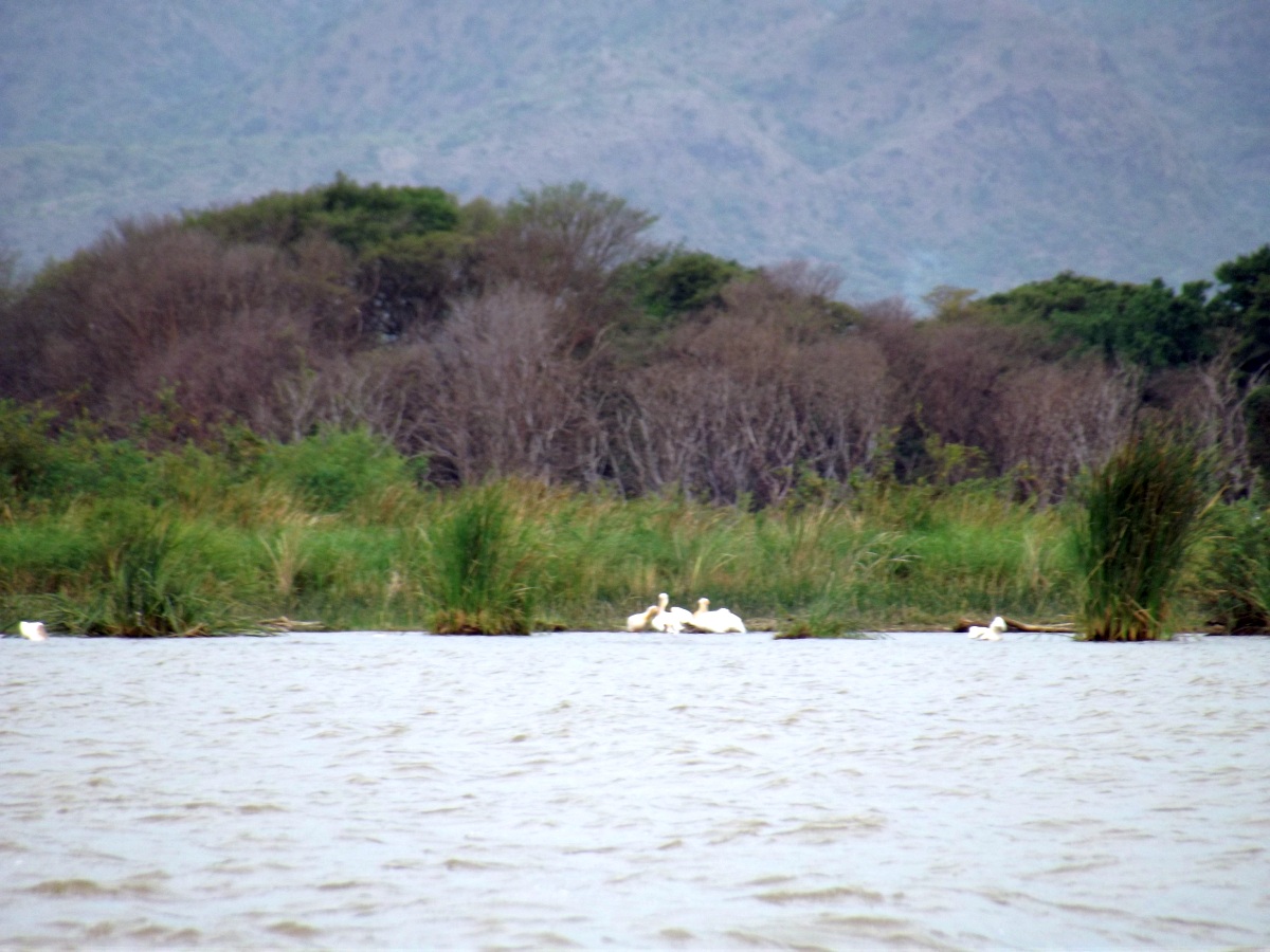 La plage des pélicans. Le Lac Chamo en Ethiopie. Voyage Séjour Trek Trekking Randonnée Road Trip en Ethiopie Visite de la Vallée de l'Omo en Ethiopie. 