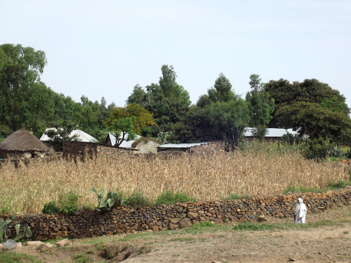 Trek, randonnée et visite d'Axum en Ethiopie. Autour d'Axum. La nature environnante. 