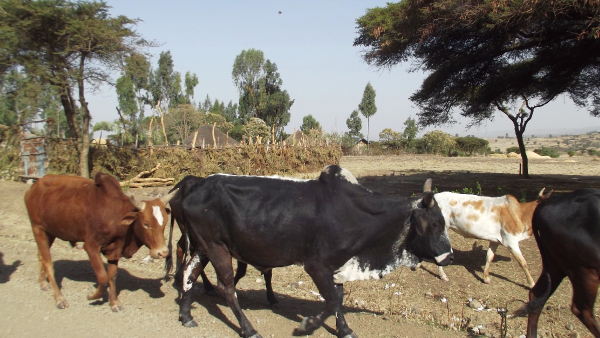 Voyage Séjour Trek Trekking Randonnée Road Trip Visite de la Région Oromia en Ethiopie.  Adadi 