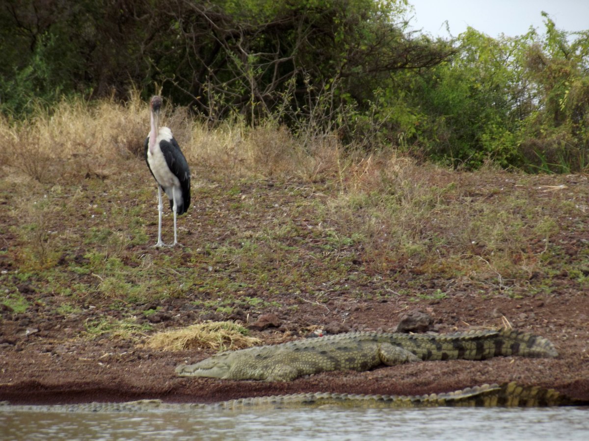 Marabout et crocodile vivent en harmonie La faune du Lac Chamo en Ethiopie. Voyage Séjour Trek Trekking Randonnée Road Trip en Ethiopie Visite de la Vallée de l'Omo en Ethiopie. 