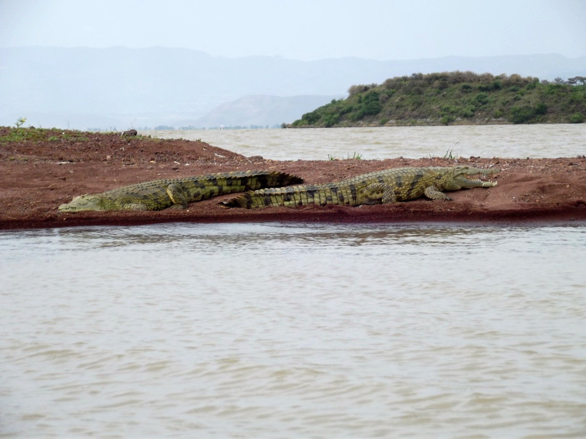 La faune du Lac Chamo en Ethiopie. Voyage Séjour Trek Trekking Randonnée Road Trip en Ethiopie Visite de la Vallée de l'Omo en Ethiopie. La faune du Lac Chamo en Ethiopie. Voyage Séjour Trek Trekking Randonnée Road Trip en Ethiopie Visite de la Vallée de 