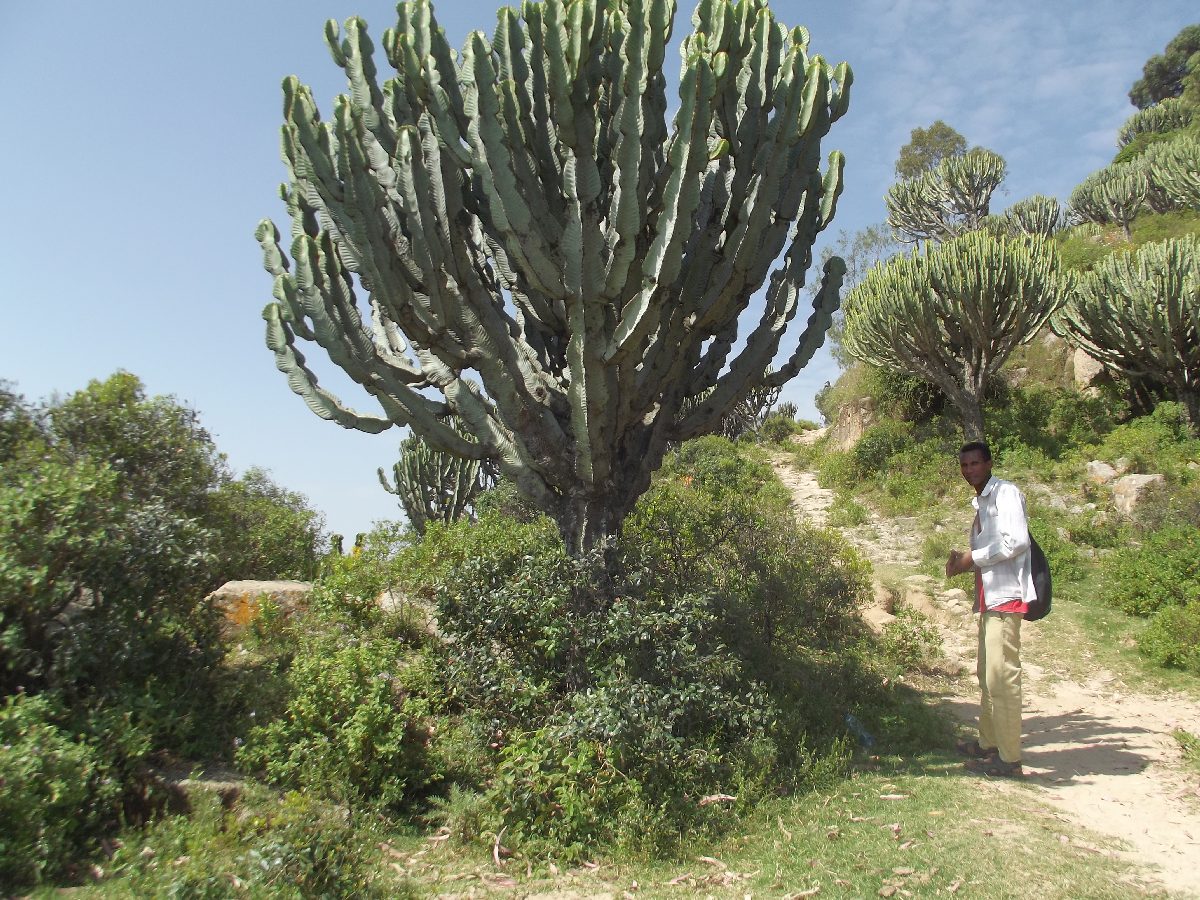 Trek, randonnée et visite d'Axum en Ethiopie. Autour d'Axum. La nature environnante. 