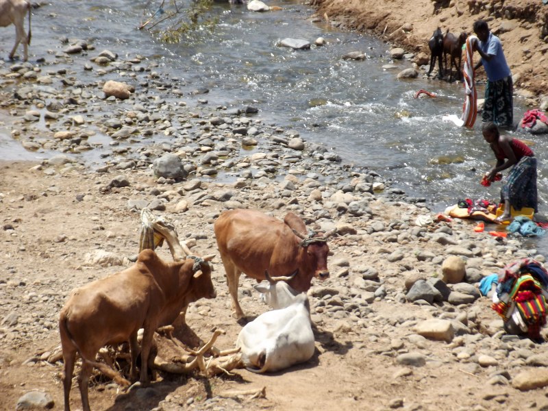 La Faune Les Dassanech, le village à Omorate en Ethiopie. Voyage Séjour Trek Trekking Randonnée Road Trip en Ethiopie Visite de la Vallée de l'Omo en Ethiopie. 