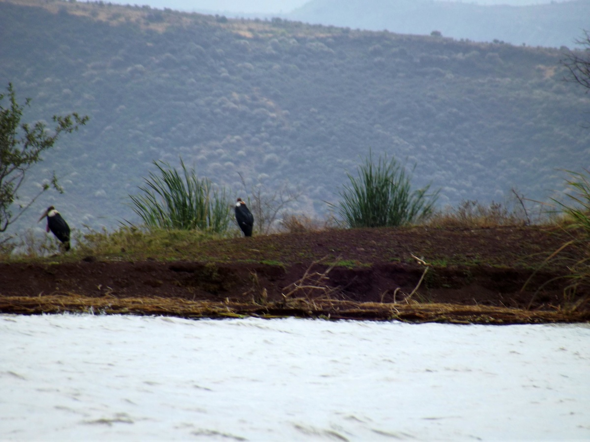 La faune du Lac Chamo en Ethiopie. Voyage Séjour Trek Trekking Randonnée Road Trip en Ethiopie Visite de la Vallée de l'Omo en Ethiopie. 