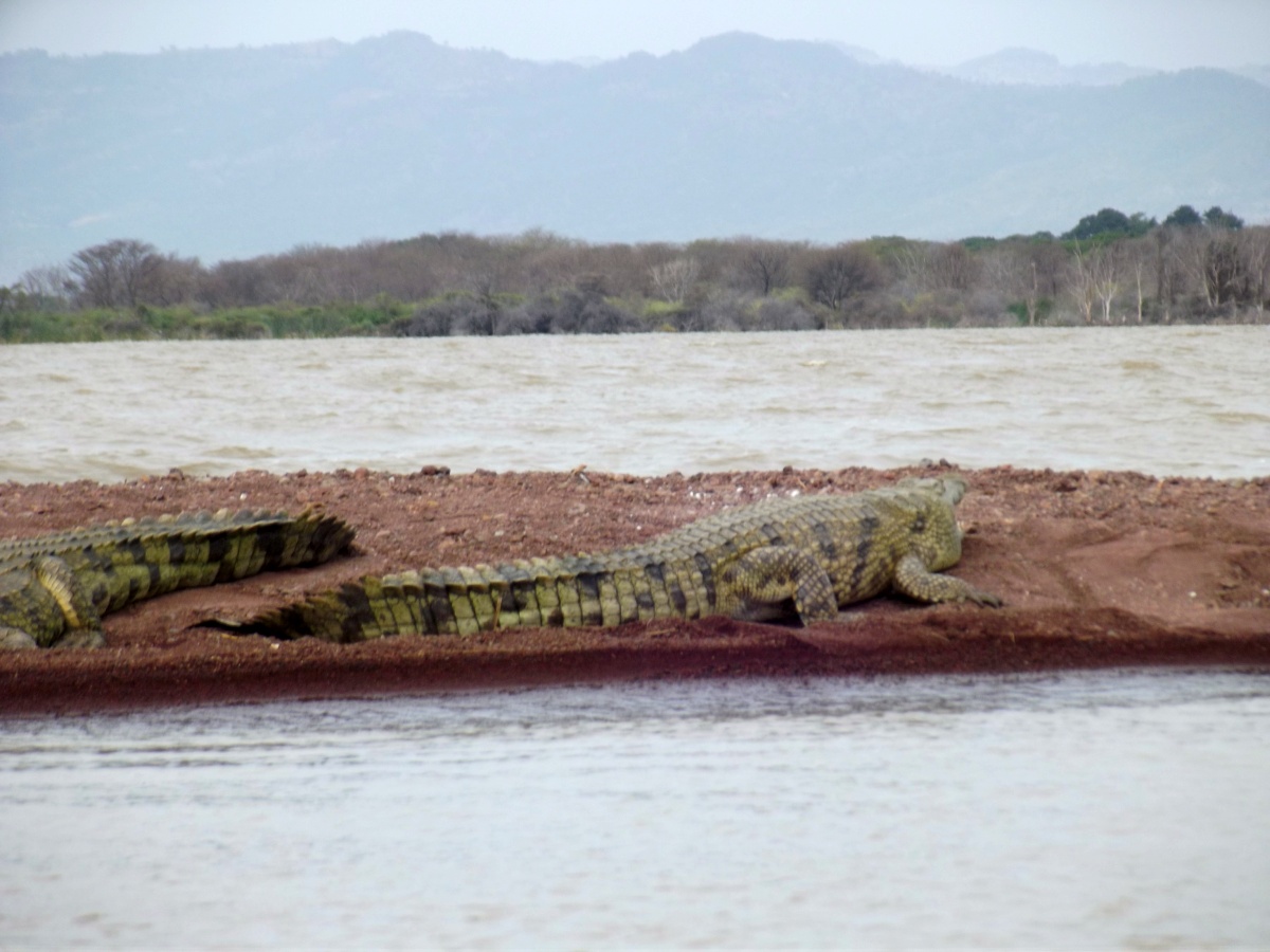 La faune du Lac Chamo en Ethiopie. Voyage Séjour Trek Trekking Randonnée Road Trip en Ethiopie Visite de la Vallée de l'Omo en Ethiopie. 