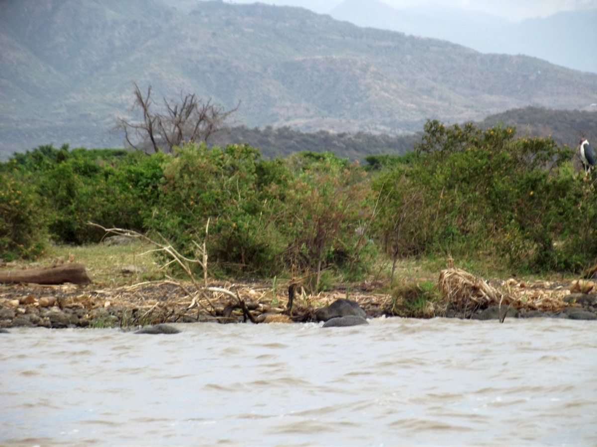 Hippopotames en vue La faune du Lac Chamo en Ethiopie. Voyage Séjour Trek Trekking Randonnée Road Trip en Ethiopie Visite de la Vallée de l'Omo en Ethiopie. 