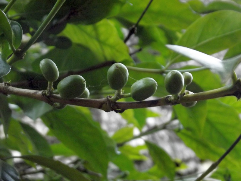 C'est pour cela que j'aime tant le café d'Ethiopie (cerises vertes). Voyage Séjour Trek Trekking Randonnée Road Trip en Ethiopie Visite de la Vallée de l'Omo en Ethiopie. La Ville de Dorze, Les Maisons Éléphants. 