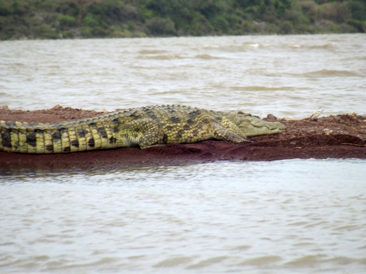 La faune du Lac Chamo en Ethiopie. Voyage Séjour Trek Trekking Randonnée Road Trip en Ethiopie Visite de la Vallée de l'Omo en Ethiopie. 