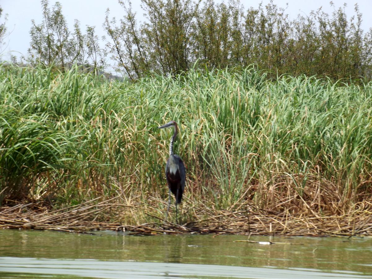 Un Heron Goliath . La faune du Lac Chamo en Ethiopie. Voyage Séjour Trek Trekking Randonnée Road Trip en Ethiopie Visite de la Vallée de l'Omo en Ethiopie. 