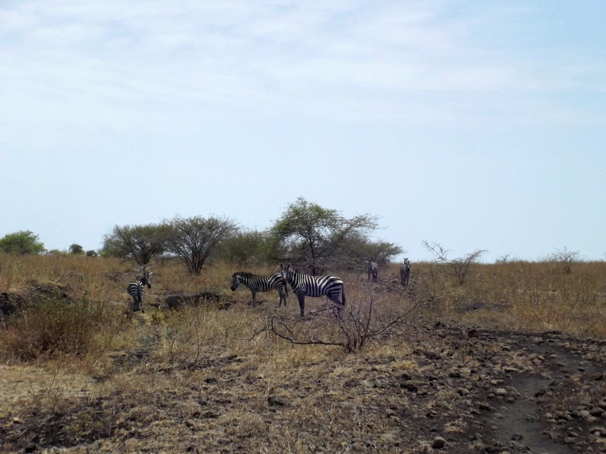 La Faune. La Réserve de Nech Sar. Voyage Séjour Trek Trekking Randonnée Road Trip en Ethiopie Visite de la Vallée de l'Omo en Ethiopie.