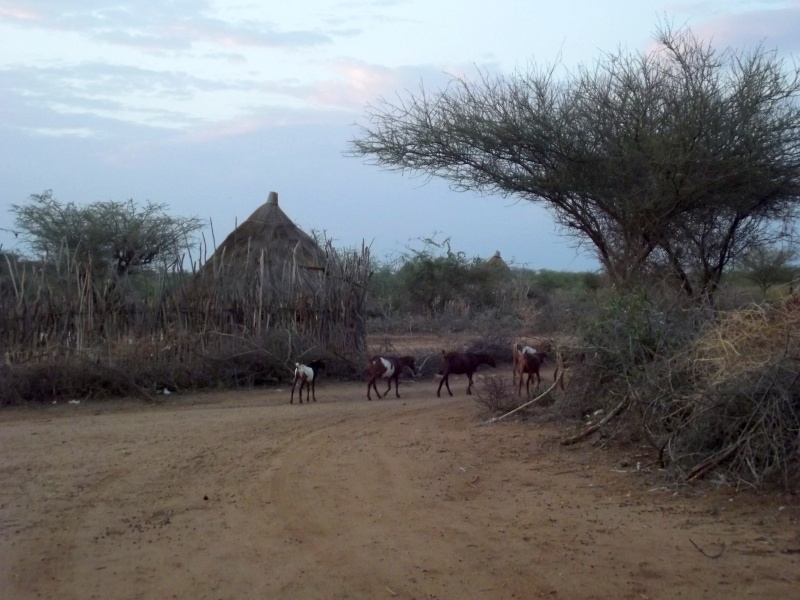 La Faune Les Dassanech, le village à Omorate en Ethiopie. Voyage Séjour Trek Trekking Randonnée Road Trip en Ethiopie Visite de la Vallée de l'Omo en Ethiopie. 