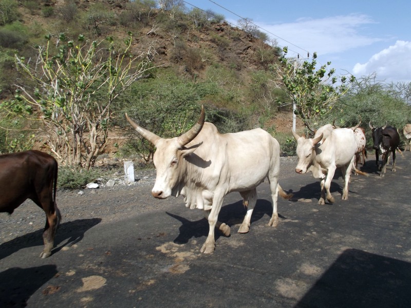 La Faune Les Dassanech, le village à Omorate en Ethiopie. Voyage Séjour Trek Trekking Randonnée Road Trip en Ethiopie Visite de la Vallée de l'Omo en Ethiopie. 