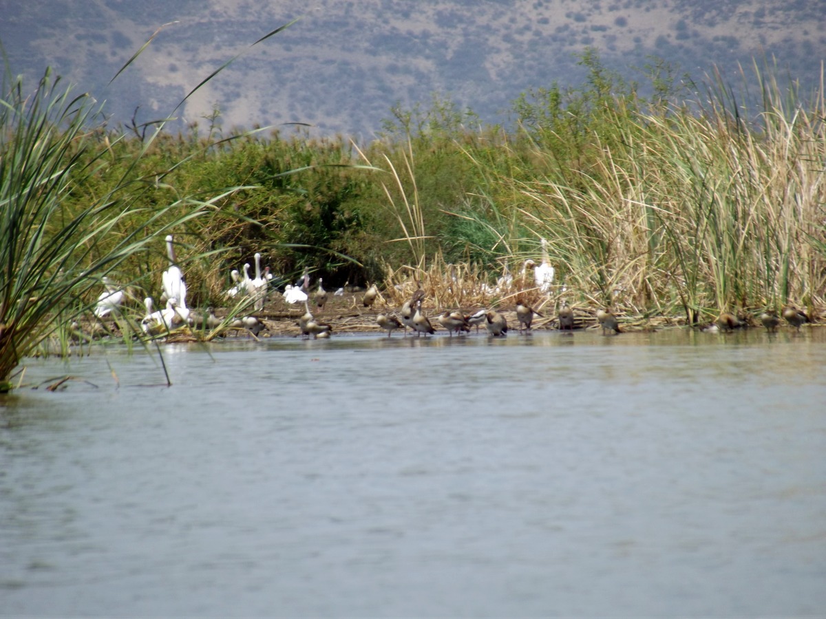 Pélicans et canards au lac La faune du Lac Chamo en Ethiopie. Voyage Séjour Trek Trekking Randonnée Road Trip en Ethiopie Visite de la Vallée de l'Omo en Ethiopie. 