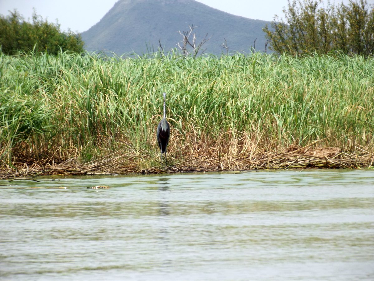 La faune du Lac Chamo en Ethiopie. Voyage Séjour Trek Trekking Randonnée Road Trip en Ethiopie Visite de la Vallée de l'Omo en Ethiopie. 