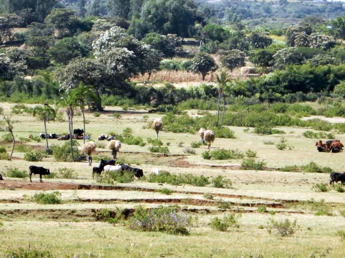 Trek, randonnée et visite de la communauté Awra Amba en Ethiopie.