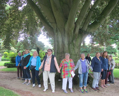 Buche auf dem Pronstorfer Friedhof