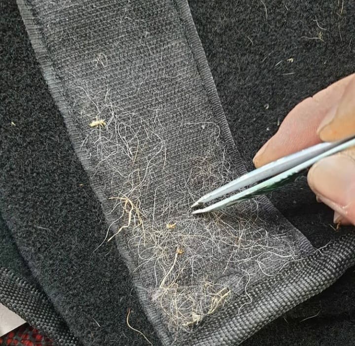 Penible Tierhaarentfernung