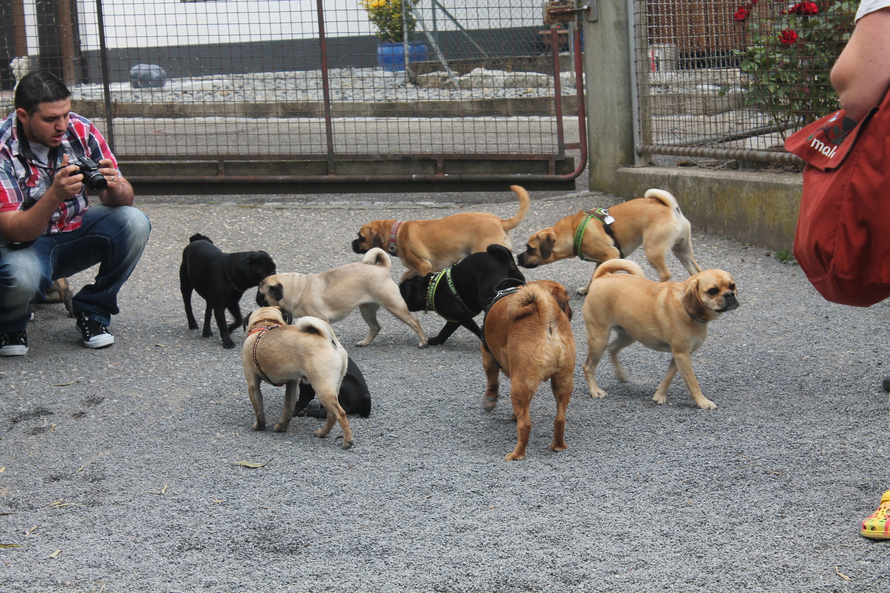 auch die Hunde begrüssen sich :-)